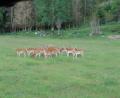 images/Schweden/Schweden 2012/IMG_0765.jpg